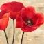 Picture of RED POPPIES
