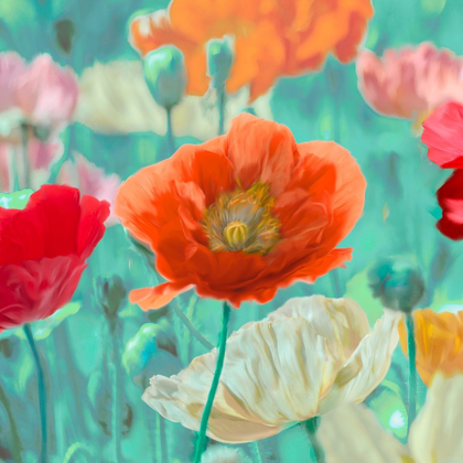 Picture of POPPIES IN BLOOM I