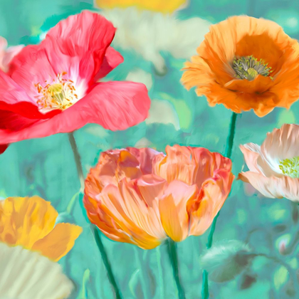 Picture of POPPIES IN BLOOM II