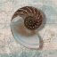 Picture of NAUTILUS