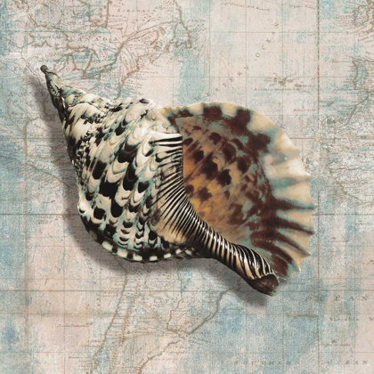 Picture of SEA SHELL