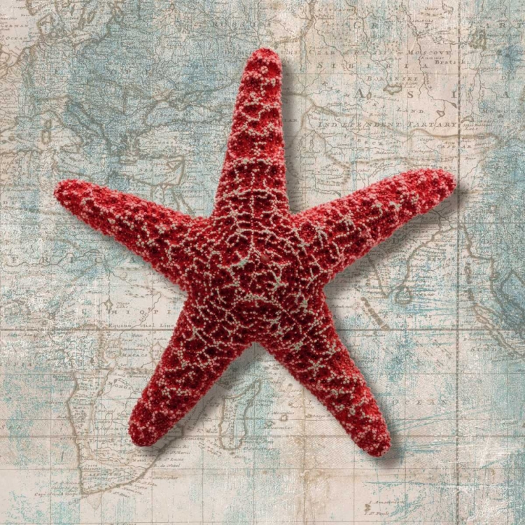 Picture of STARFISH