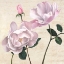 Picture of CLASSICA II