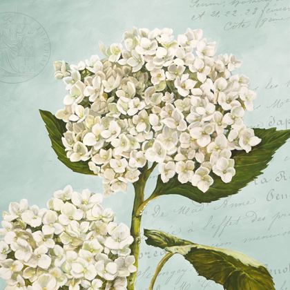 Picture of HYDRANGEAS II (AQUA)