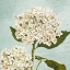 Picture of HYDRANGEAS II (AQUA)