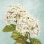 Picture of HYDRANGEAS III (AQUA)