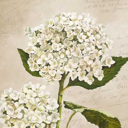 Picture of HYDRANGEAS II (NEUTRE)