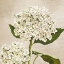 Picture of HYDRANGEAS II (NEUTRE)
