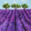 Picture of FILARI DI LAVANDA
