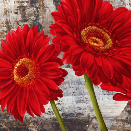 Picture of RED GERBERAS I