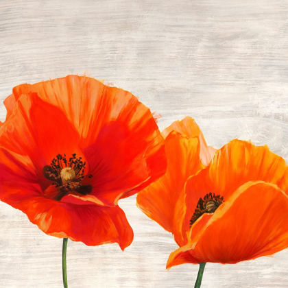 Picture of BRIGHT POPPIES I