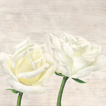 Picture of CLASSIC ROSES II