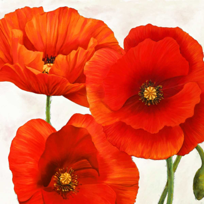 Picture of POPPIES I