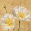 Picture of POPPIES ON GOLD I