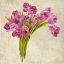 Picture of BOUQUET DE TULIPES