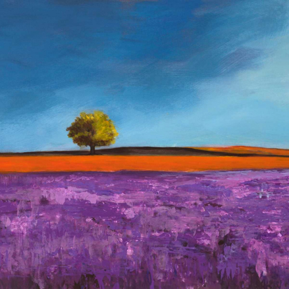 Picture of FIELD OF LAVENDER