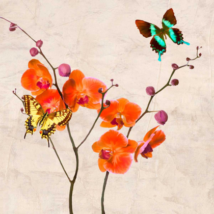 Picture of ORCHIDS AND BUTTERFLIES I