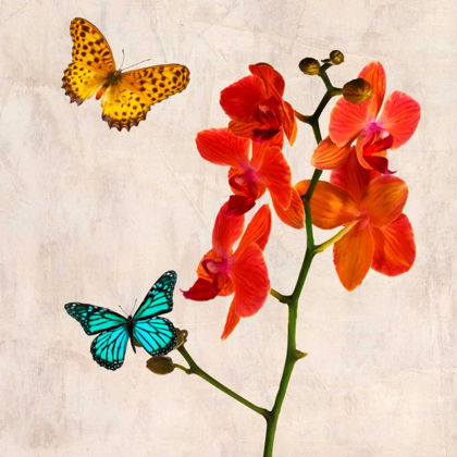 Picture of ORCHIDS AND BUTTERFLIES II