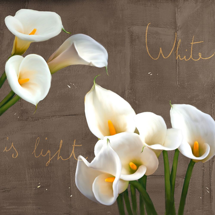 Picture of WHITE CALLAS