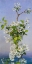 Picture of BLOSSOM I