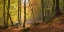 Picture of AUTUMN BEECH WOODS BIRKS O ABERFELDY