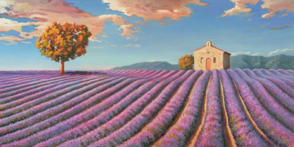 Picture of CAMPI DI LAVANDA