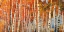Picture of BETULLE D AUTUNNO