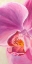 Picture of PURPLE ORCHIDS I