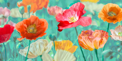 Picture of POPPIES IN BLOOM