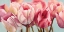 Picture of PRINTEMPS