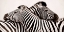 Picture of ZEBRAS IN LOVE