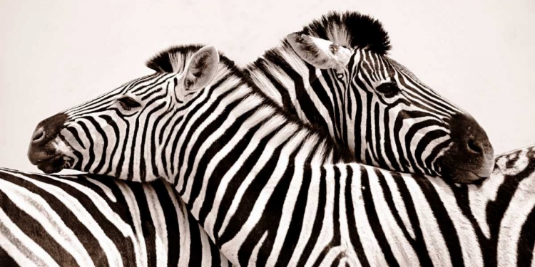 Picture of ZEBRAS IN LOVE