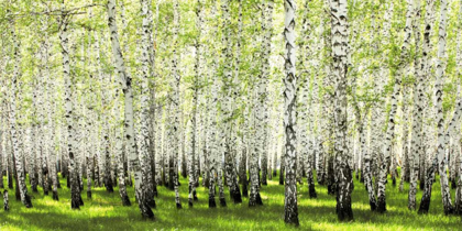 Picture of BIRCH FOREST IN SPRING