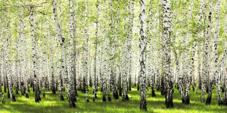 Picture of BIRCH FOREST IN SPRING