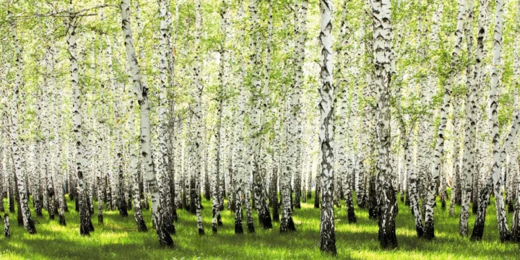 Picture of BIRCH FOREST IN SPRING