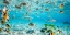 Picture of FISH AND SHARKS IN BORA BORA LAGOON
