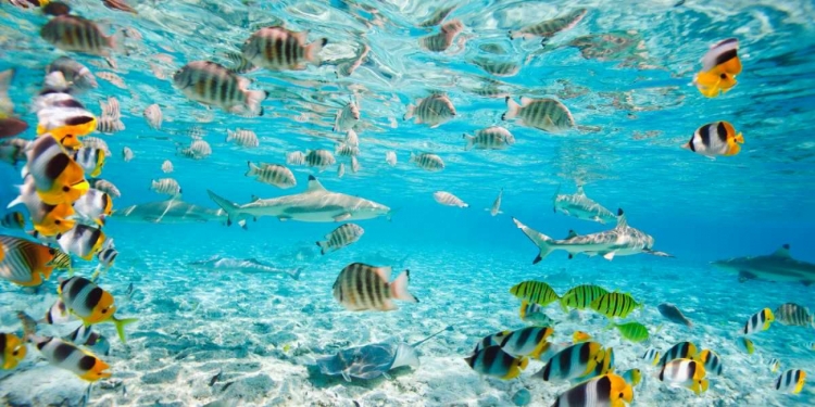 Picture of FISH AND SHARKS IN BORA BORA LAGOON