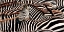 Picture of HERD OF ZEBRAS