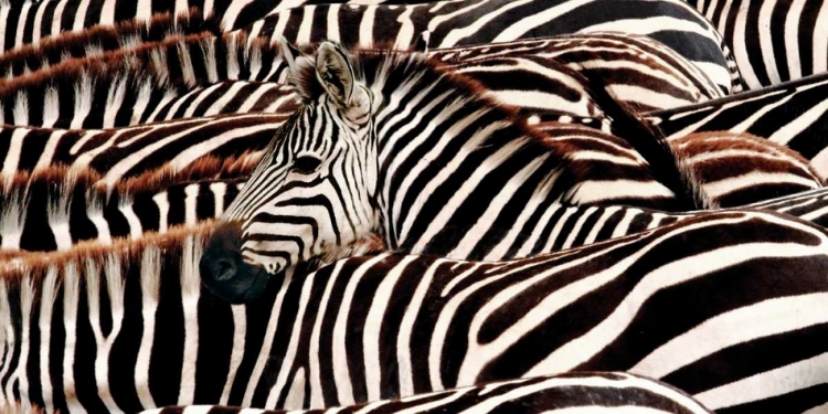 Picture of HERD OF ZEBRAS