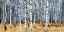 Picture of BIRCH GROVE IN AUTUMN
