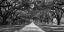 Picture of TREE LINED PLANTATION ENTRANCE, SOUTH CAROLINA
