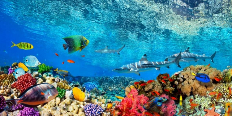 Picture of REEF SHARKS AND FISH- INDIAN SEA