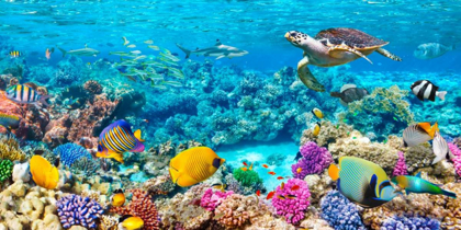 Picture of SEA TURTLE AND FISH- MALDIVIAN CORAL REEF
