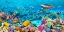 Picture of SEA TURTLE AND FISH- MALDIVIAN CORAL REEF