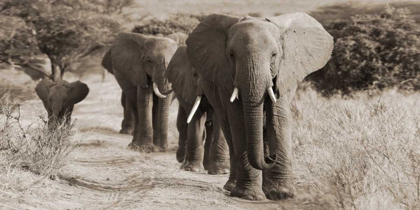 Picture of HERD OF AFRICAN ELEPHANTS- KENYA