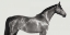 Picture of KINGSMAN CAVALIER- ENGLISH THOROUGHBRED