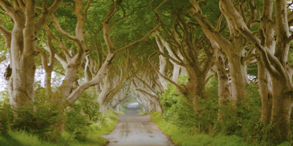 Picture of THE DARK HEDGES, IRELAND