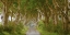 Picture of THE DARK HEDGES, IRELAND