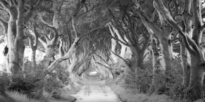 Picture of THE DARK HEDGES, IRELAND (BW)