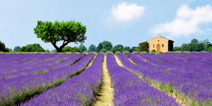 Picture of LAVENDER FIELDS, FRANCE 